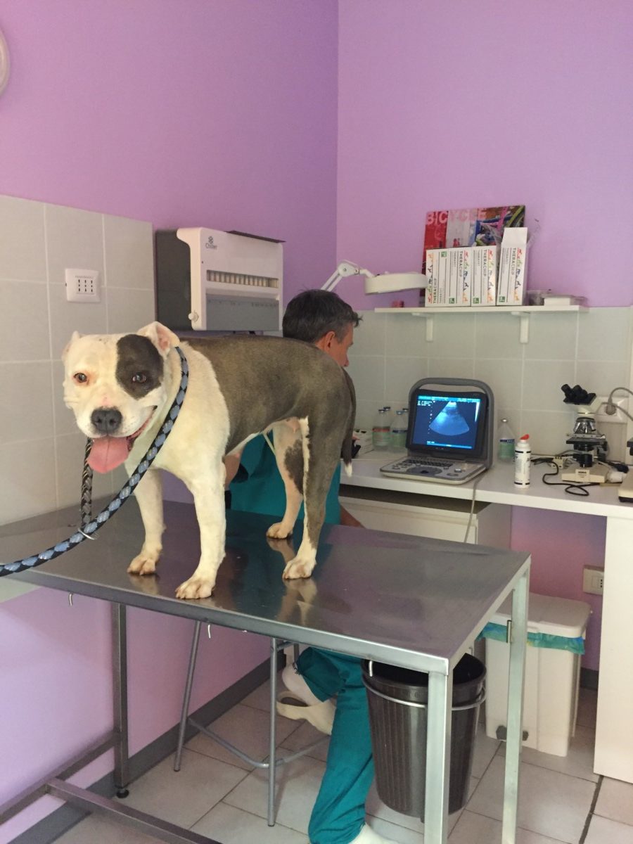Home  Clinica veterinaria Trevi